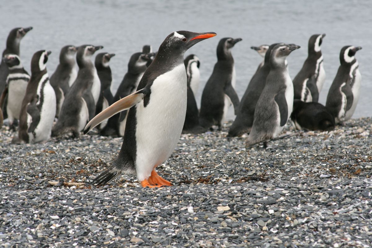 pinguinos-ushuaia-isla martillo-terramar